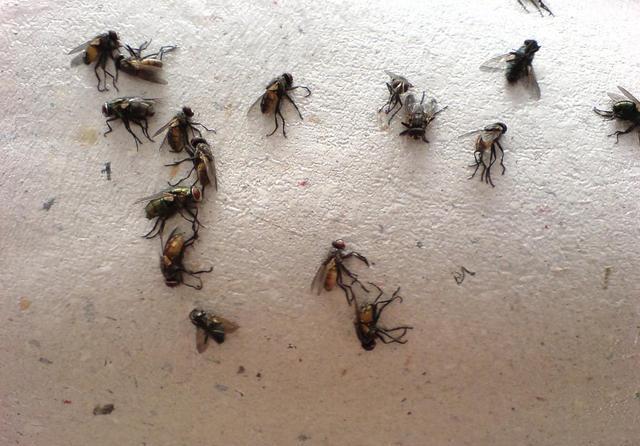 苍蝇卵多少温度杀死